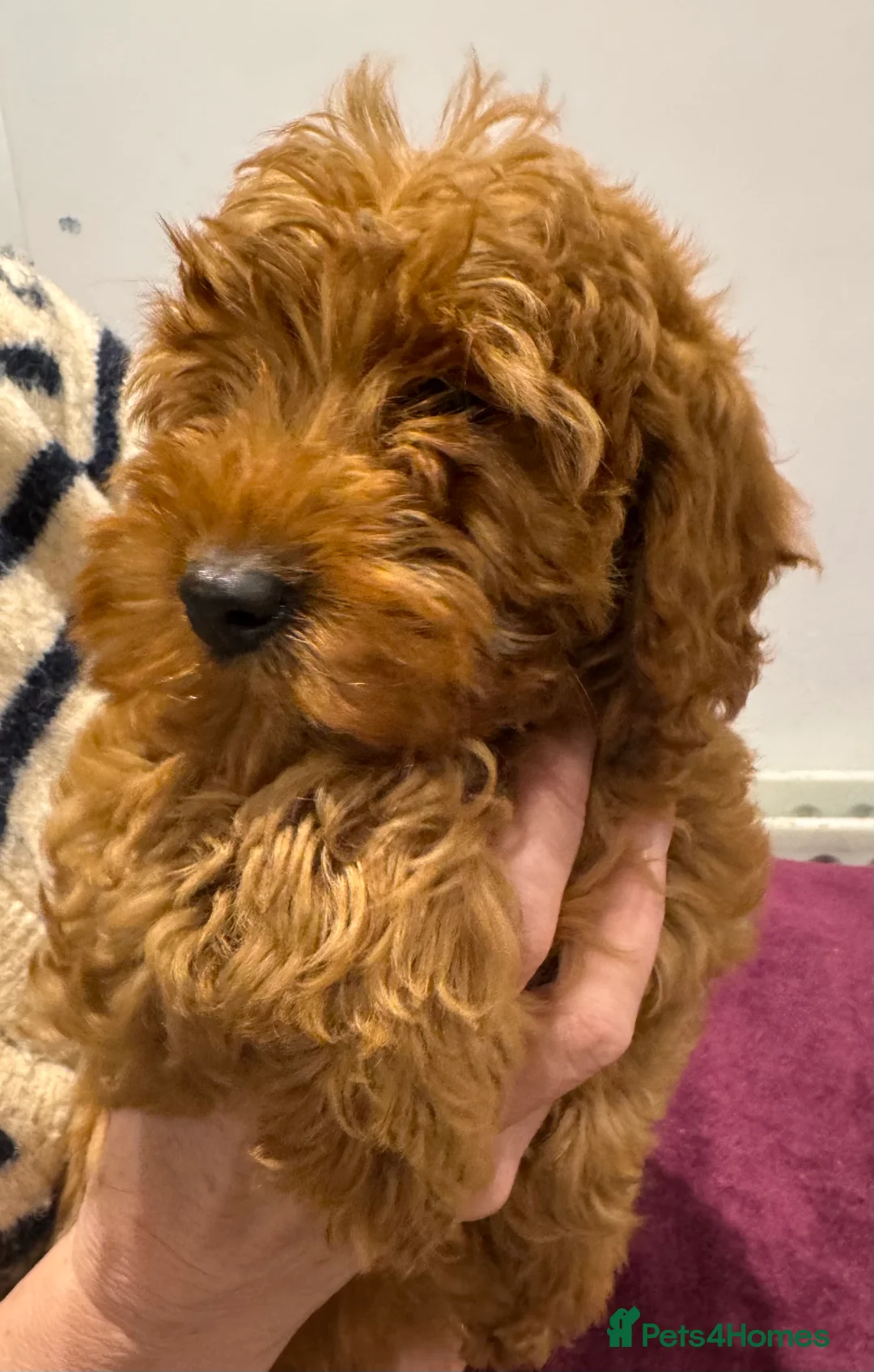 Cockapoo dogs for sale: SMALL COCKAPOO PUPPIES REDS APRICOT GOLDENS - Advert 5