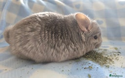 Chinchilla rodents for sale: Young adult and baby chinchillas RPA/RPAC - Image 12