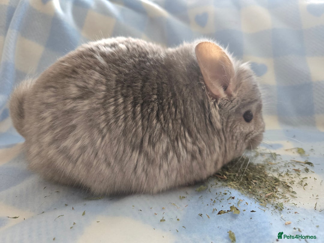 Chinchilla rodents for sale: Young adult and baby chinchillas RPA/RPAC - Image 12