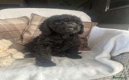 Cockapoo dogs for sale: F1 miniature gorgeous cockapoo puppies  - Image 21