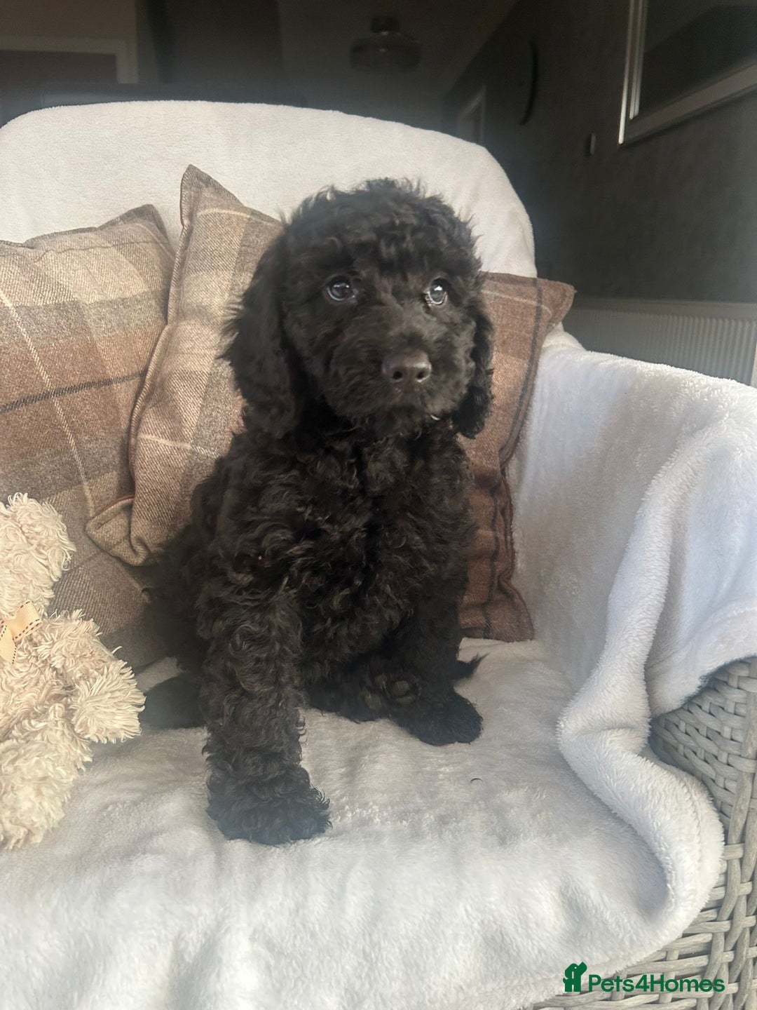 Cockapoo dogs for sale: F1 miniature gorgeous cockapoo puppies  - Image 21