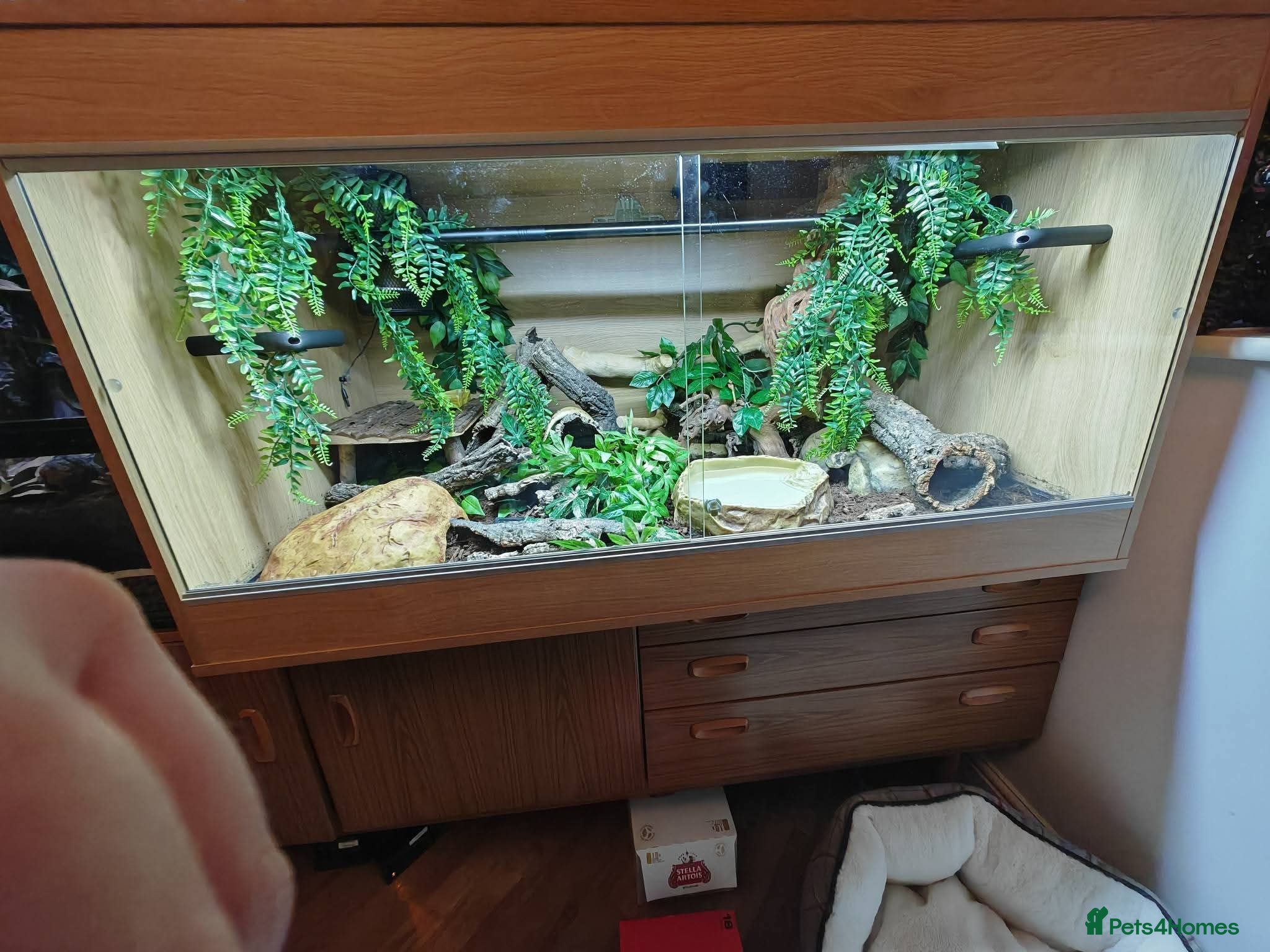 Python Snake reptiles Royal Python & Viv for sale - Advert 1