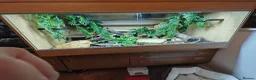 Python Snake reptiles for sale: Royal Python & Viv for sale in Middlesbrough - Advert 1