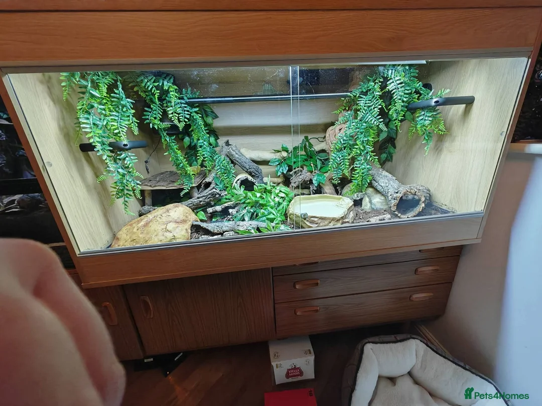 Python Snake reptiles for sale: Royal Python & Viv for sale in Middlesbrough - Advert 1