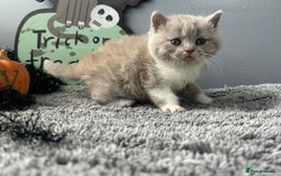 British Shorthair cats for sale: Beautiful British Shorthair Kittens - Image 6
