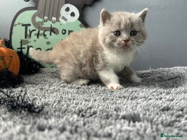 British Shorthair cats - Advert 12