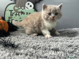 British Shorthair cats 2 Beautiful British Shorthair Girls left - Advert 1