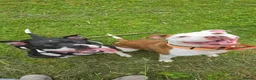 Mixed Breed dogs for sale: Fudge needs his forever home 🏡  in Caldicot - Advert 3