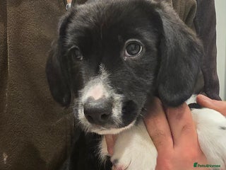 Sprollie dogs Sprollie Puppies - LAST BOY READY NOW - Advert 14