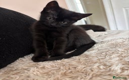 Mixed Breed cats for sale: 1/2 Ragdoll kittens - Image 7