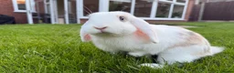 Mixed Breed rabbits for sale: Bert & Ernie  in Derby - Advert 2