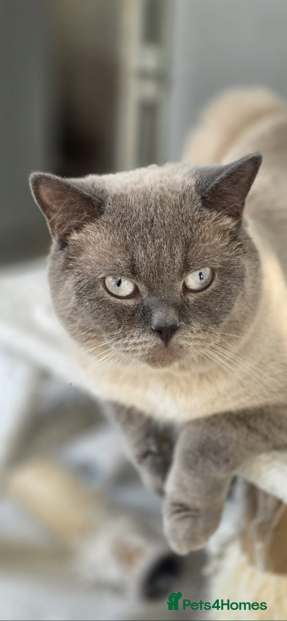 British Shorthair cats Handsome Blue Colourpoint for Stud Duties - Advert 3