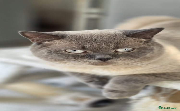 British Shorthair cats in Sutton Coldfield - Advert 1