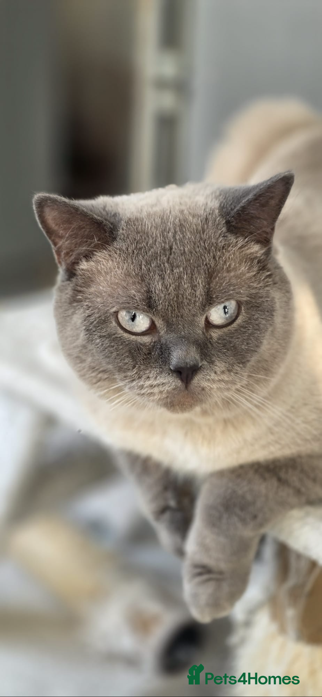 British Shorthair cats for stud: Handsome Blue Colourpoint for Stud Duties in Sutton Coldfield - Image 1