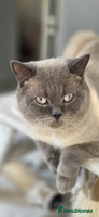 British Shorthair cats Handsome Blue Colourpoint for Stud Duties in Sutton Coldfield - Advert 3