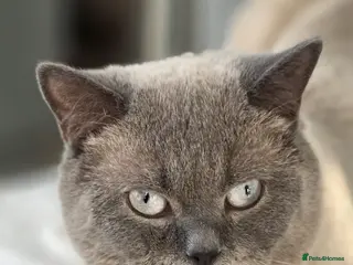 British Shorthair cats Handsome Blue Colourpoint for Stud Duties - Advert 3