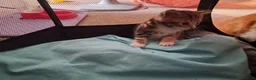Mixed Breed cats for sale: Playful kittens for sale - Advert 11
