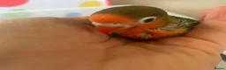 Lovebirds birds for sale: Hand reared baby lovebirds - Advert 7