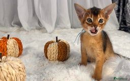 Abyssinian cats for sale: TICA champion line Abyssinian kittens  - Image 17