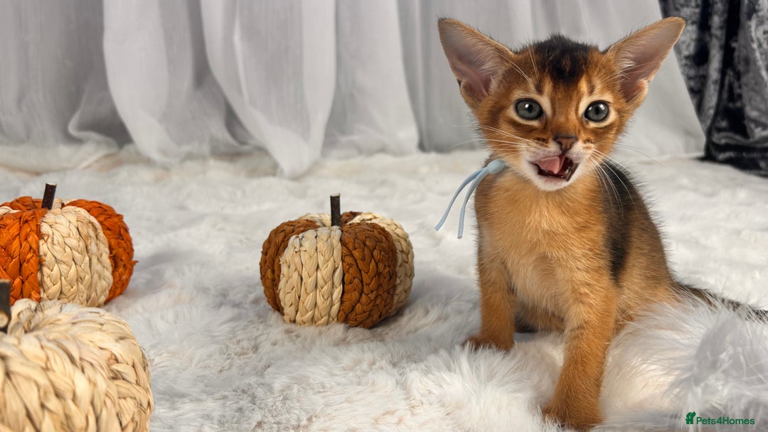 Abyssinian cats for sale: TICA champion line Abyssinian kittens  - Image 17