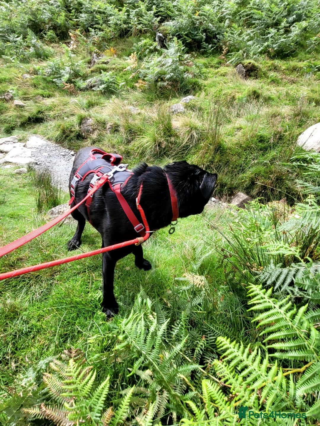 Mixed Breed dogs for sale: Beautiful black male dog  - Image 3
