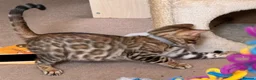Bengal cats for sale: Male Bengal Kittens for sale - Advert 19