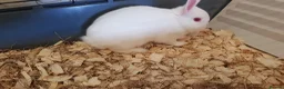 Netherland Dwarf rabbits for sale: Pure netherland dwarfs from BRCregistered parents in Pontypridd - Advert 5