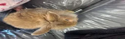 Dwarf Lop rabbits for sale: Flopped ear bunny rabbit in Borehamwood - Advert 2