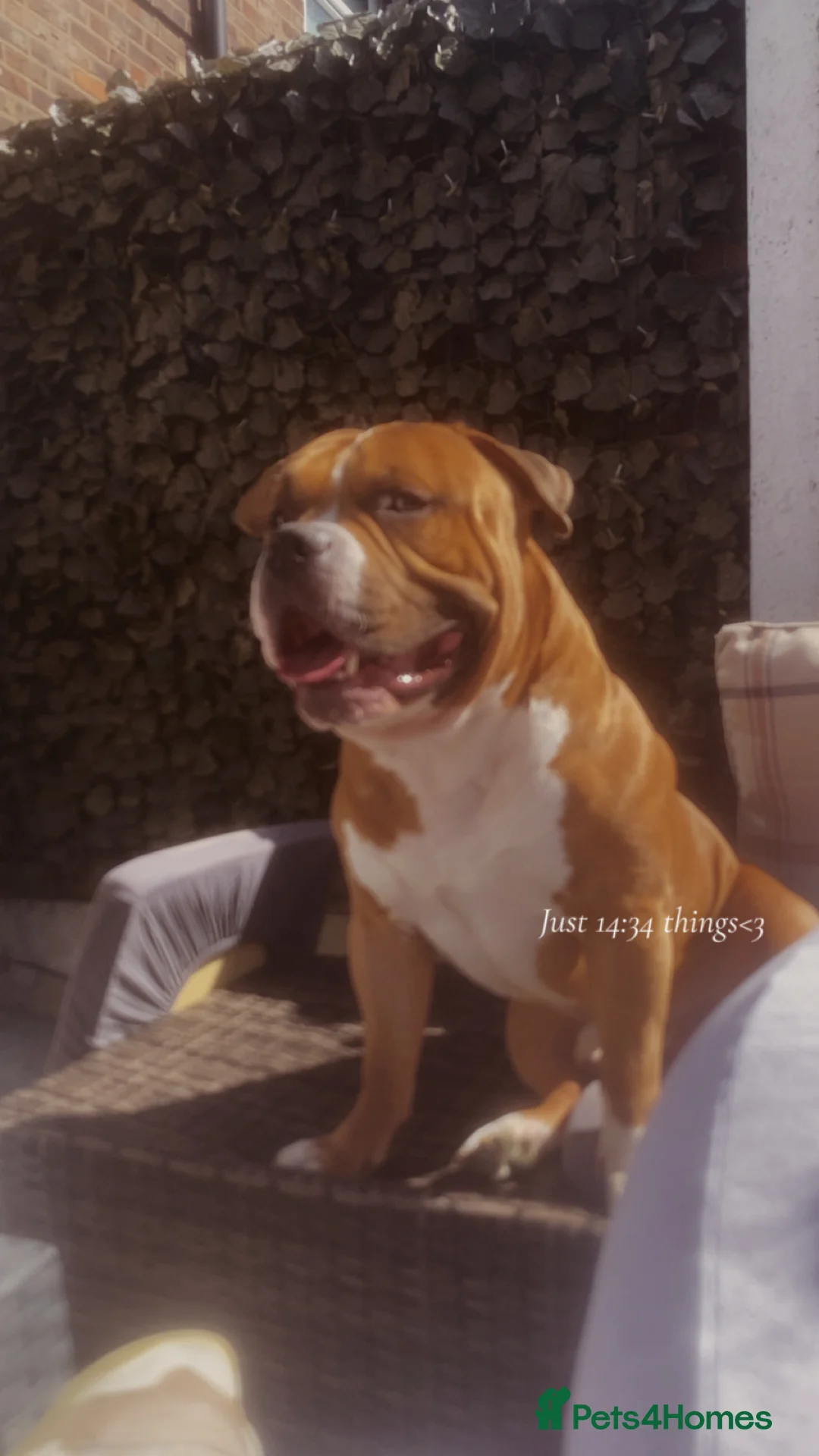 American Bulldog dogs for sale: American bulldog male  - Advert 3