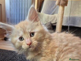 Maine Coon cats Mein Con - Advert 3