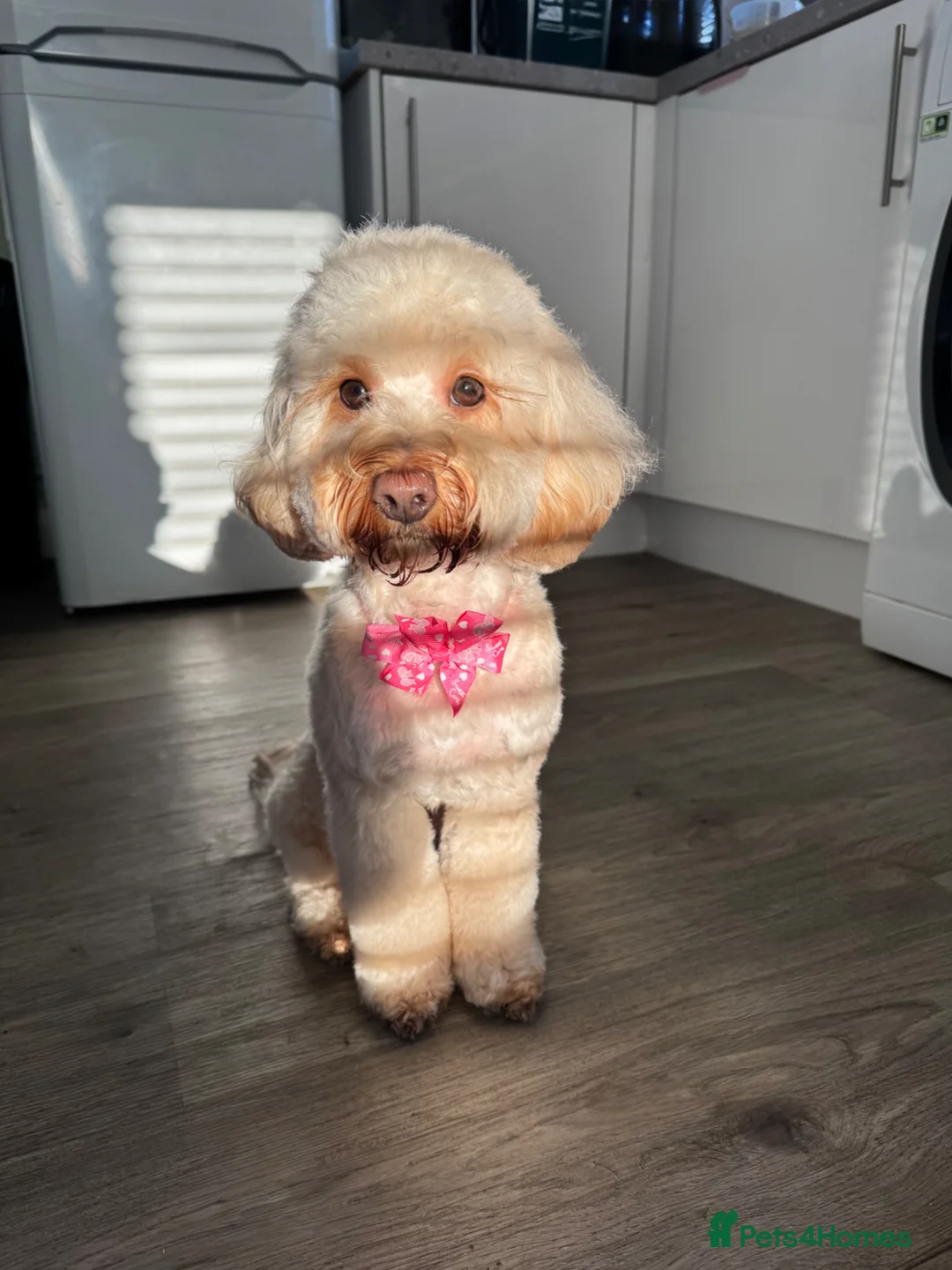 Cockapoo dogs for sale: F2B Parti/apricot miniature cockapoo puppies  in Swansea - Advert 2