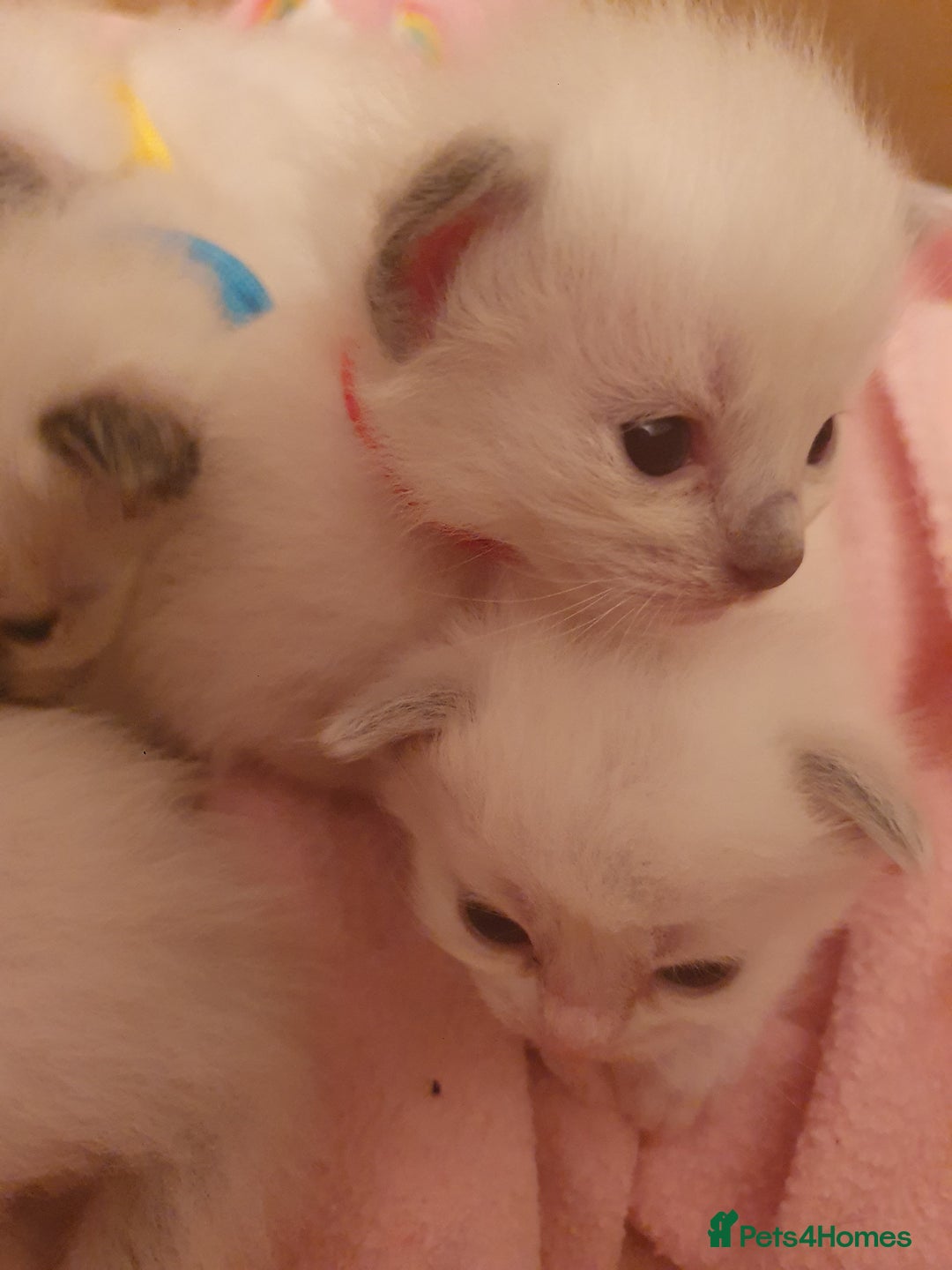 Ragdoll cats for sale: PEDIGREE RAGDOLL KITTENS FROM GCCF REGISTERED - Image 10