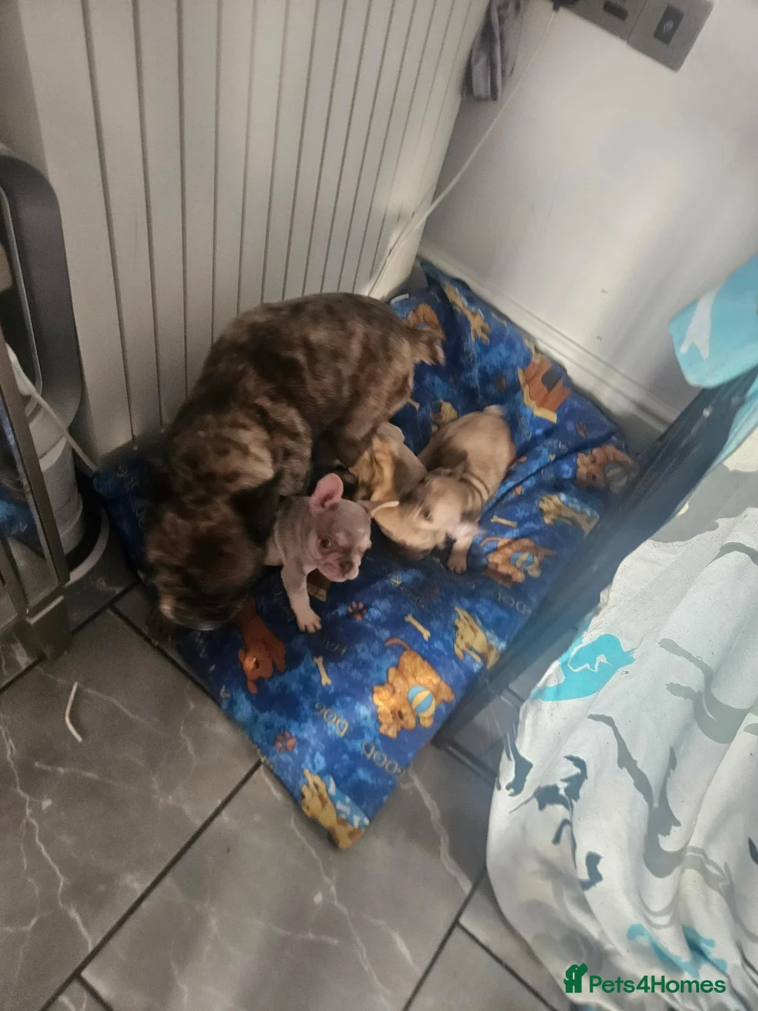French Bulldog dogs for sale: French bulldog puppies in Liverpool - Advert 1