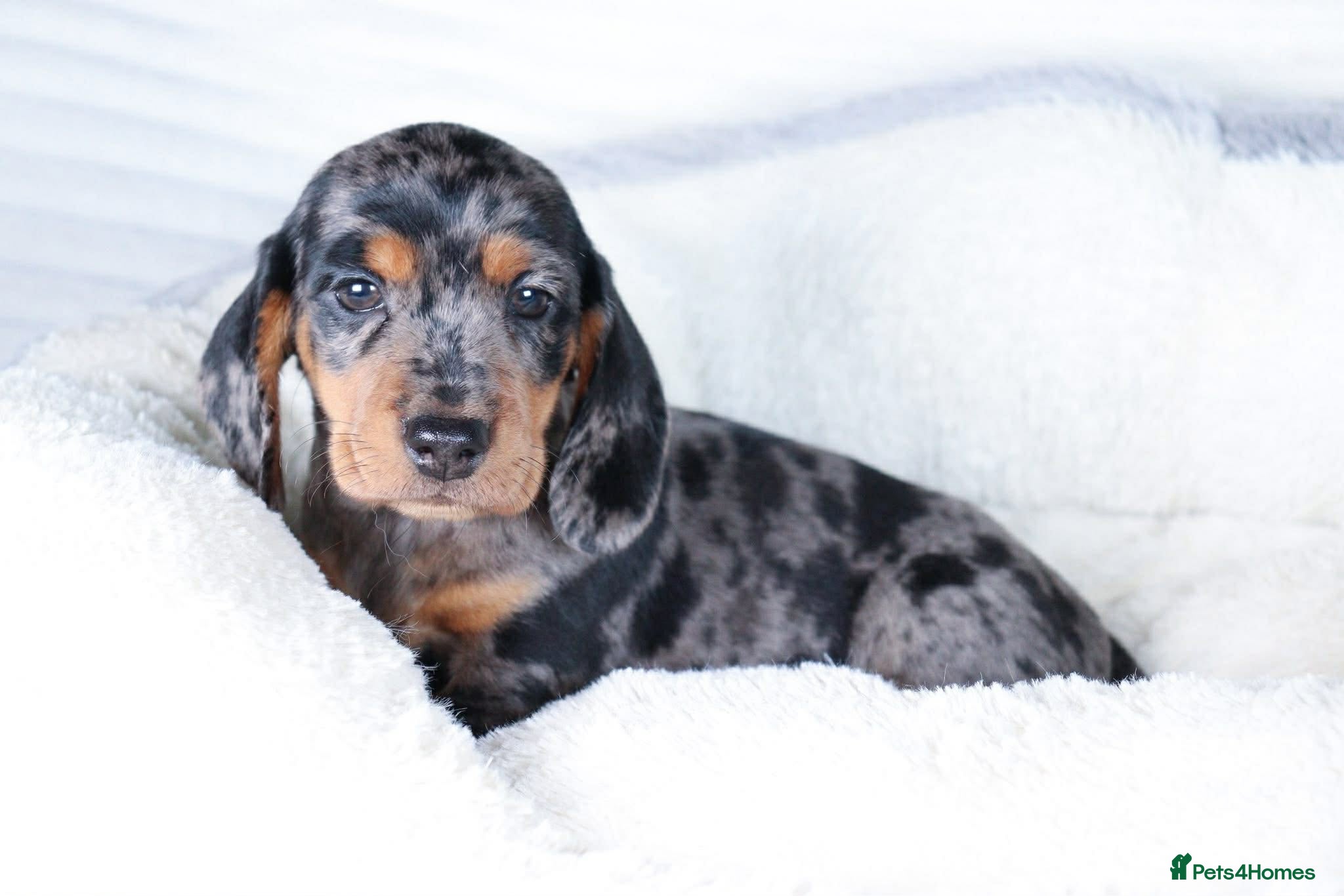 Dachshund dogs Miniature Dachshund Puppies - Advert 4