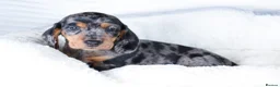 Dachshund dogs for sale: Miniature Dachshund Puppies - Advert 1