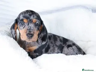 Dachshund dogs Miniature Dachshund Puppies - Advert 4