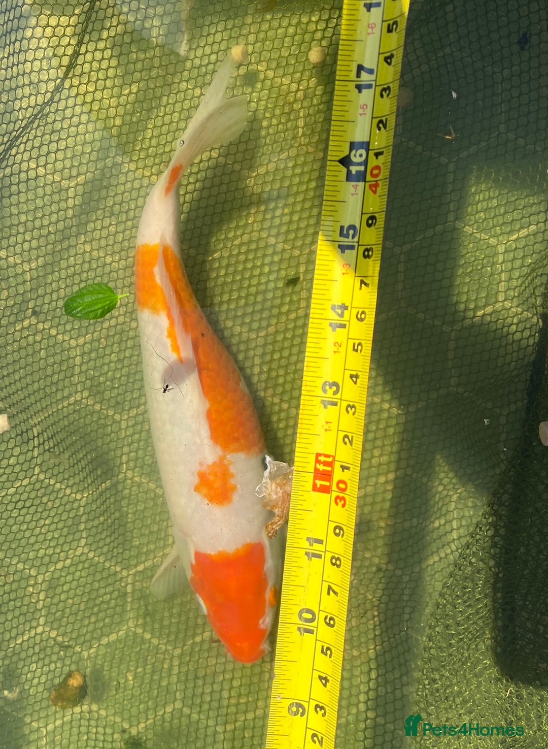 Koi Carp fish for sale: Koi Orange & white - Image 3