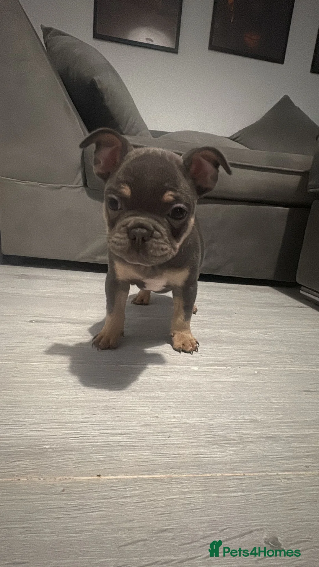 French Bulldog dogs for sale: French bulldog puppies  - Advert 3