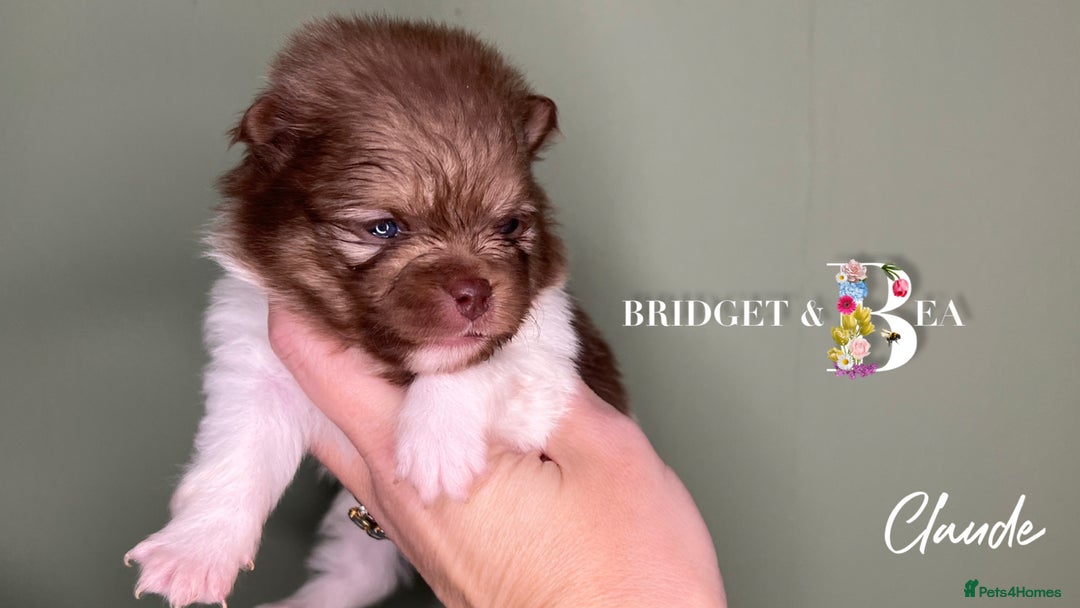 Pomeranian dogs for sale: 💛PUPPIES ARRIVED 💛 - Advert 27