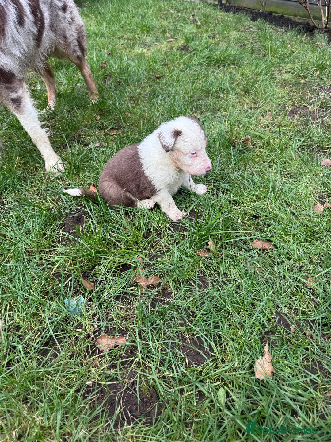 Border Collie dogs for sale: Stunning tri red/merled, blue eyed little boy - Advert 9