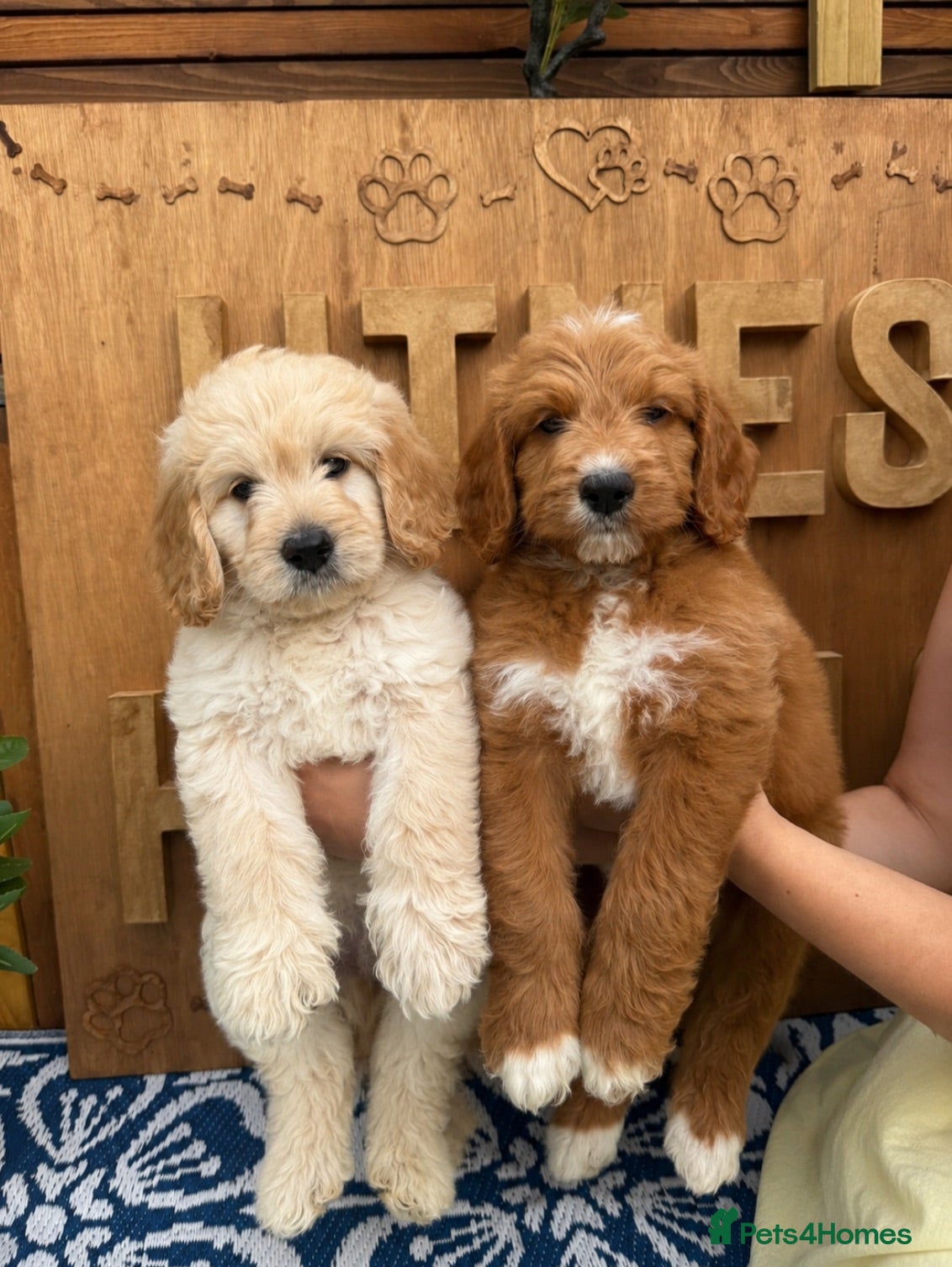 Goldendoodle dogs Beautiful f2b Golden doodles for sale  - Advert 1