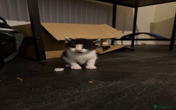 British Shorthair cats for sale: 4 adorable kittens ready for their new home!! - Image 24