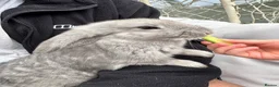 French Lop rabbits for sale: French lop bunnies grey £65 each black £20 - Advert 5
