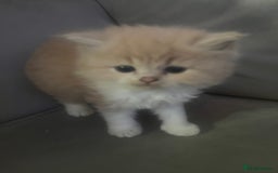 Scottish Fold cats for sale: Scottish fold straight kittens medium/long hair - Image 3