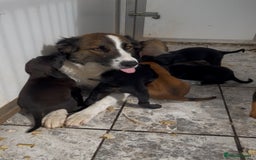 Mixed Breed dogs for sale: Stunning DNA heath test Collie x Hungarian Viszla - Image 26