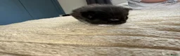 Mixed Breed cats for sale: Rag doll mix kittens bsh mixed kittens  - Advert 8