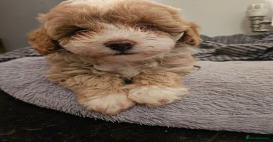 Maltipoo dogs - Advert 8
