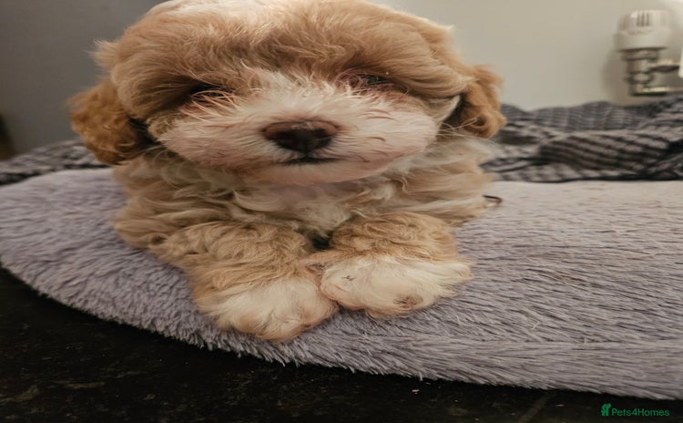 Maltipoo dogs - Advert 3