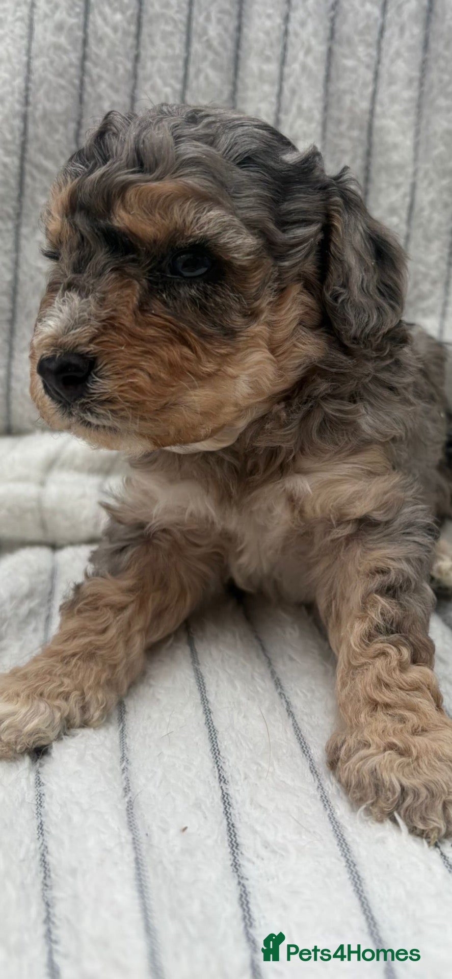 Cavapoo dogs 🐾 OUR BEAUTIFUL F1B CAVAPOO PUPPIES ARE HERE! 🐾 - Advert 1