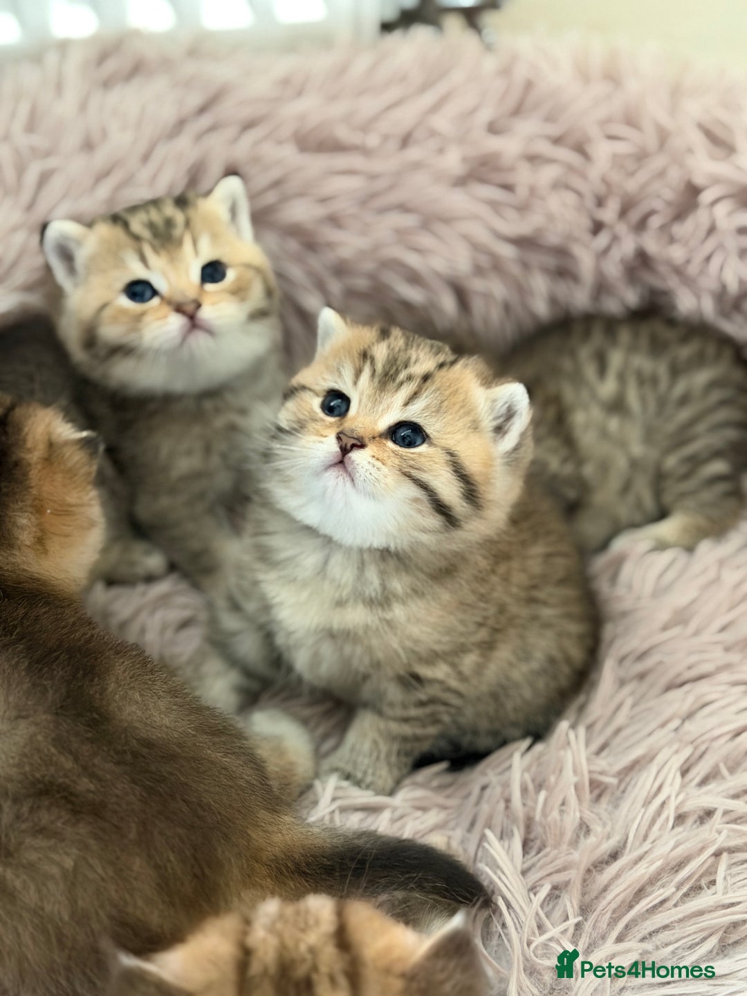British Shorthair cats for sale: Beautiful British Shorthair Kittens – 5 Available - Advert 8